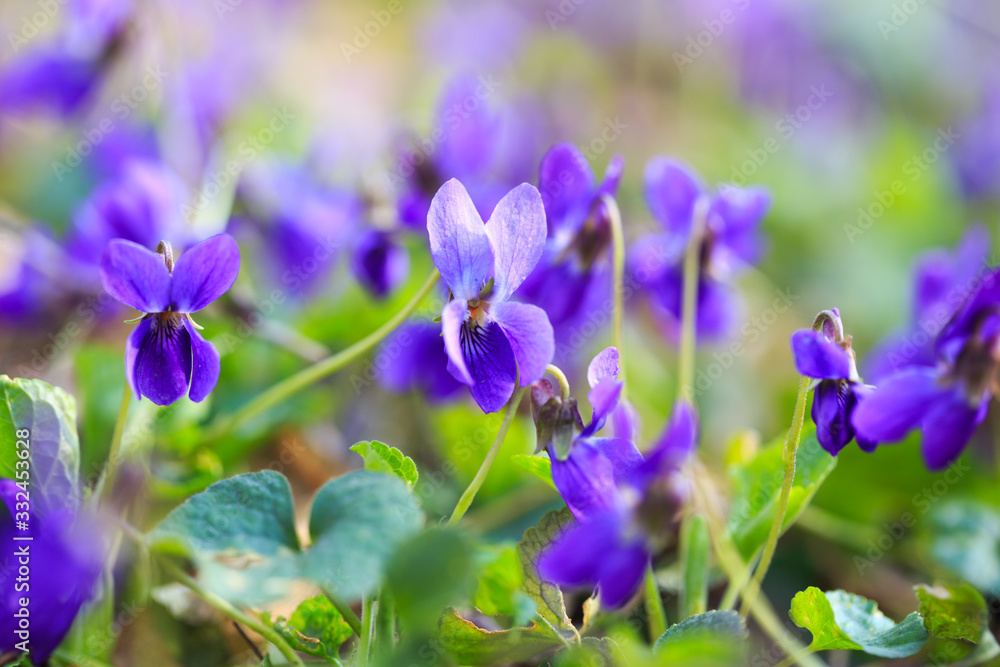 Spring flowers. Violet violets flowers bloom in the spring forest. Viola odorata. Beautiful banner of natural Spring flowers. Violet violets flowers bloom in the spring forest. Viola odorata. Beautiful banner of natural
