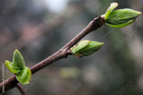 Blossoming buds of persimmon 