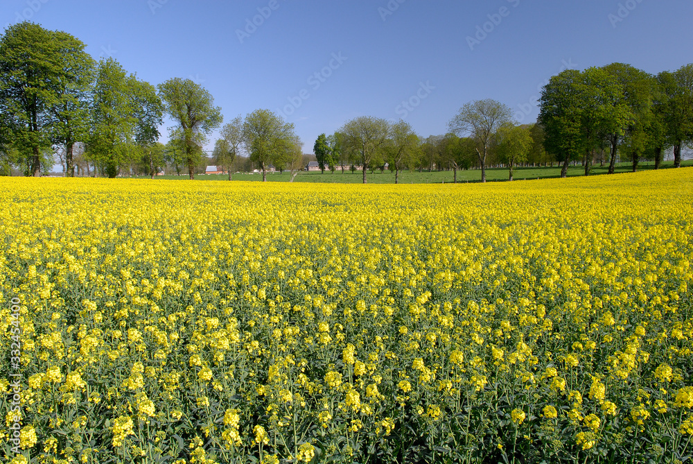 Champ de colza en fleur