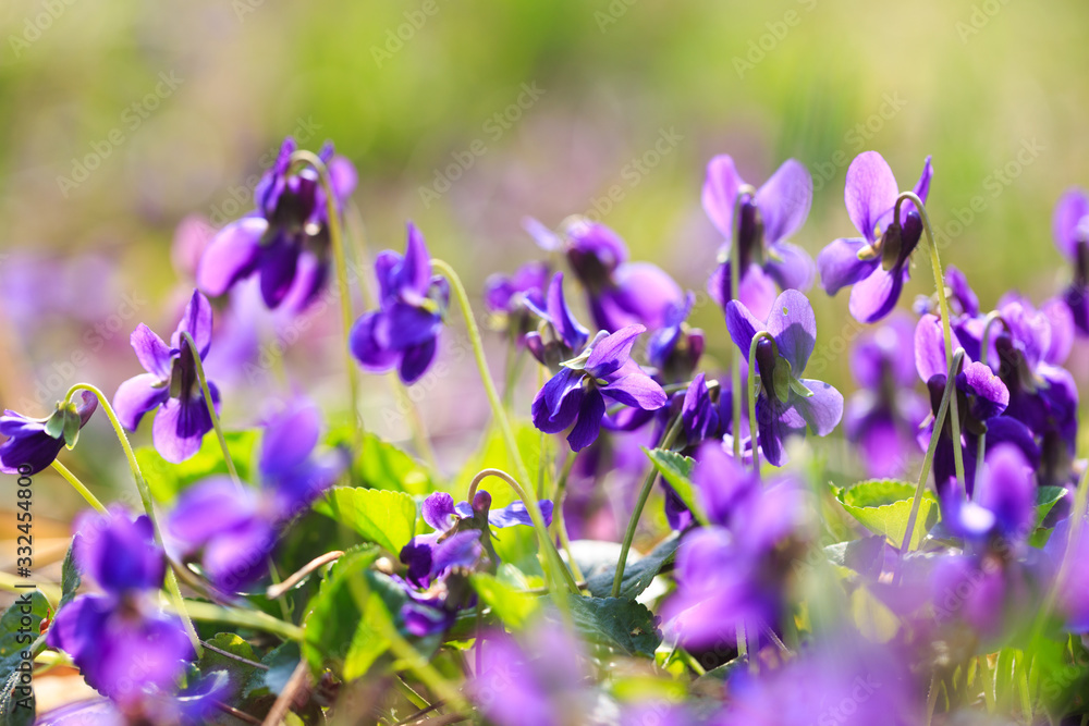 Spring flowers. Violet violets flowers bloom in the spring forest. Viola odorata. Beautiful banner of natural