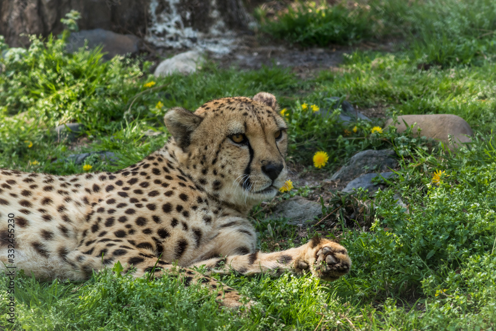 Cheetah, Acinonyx jubatus, relaxes in green grass dotted with yellow flowers Cheetah, Acinonyx jubatus, relaxes in green grass dotted with yellow flowers