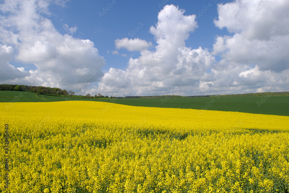 Champ de colza en fleur