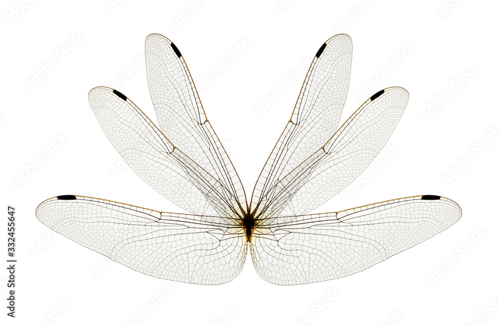 Wings of insect isolated on a white Wings of insect isolated on a white