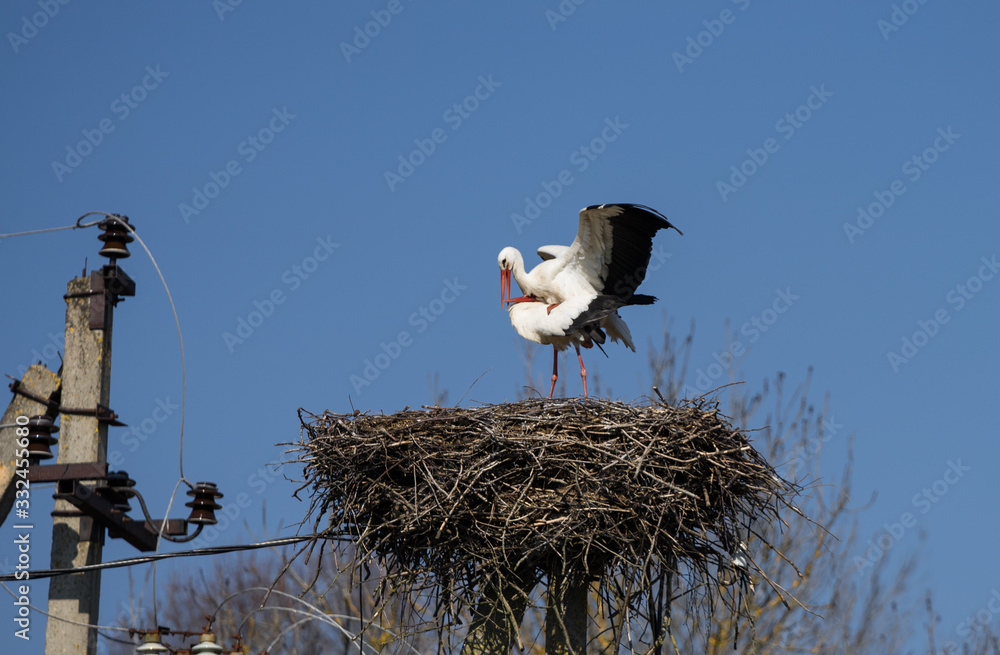 White stork couple (Ciconia ciconia) on nest on top of old power pole. Huge birda are busy with mating. Male bird is on female one. Estonia, Europe White stork couple (Ciconia ciconia) on nest on top of old power pole. Huge birda are busy with mating. Male bird is on female one. Estonia, Europe