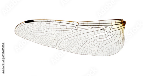 Wing of insect isolated on white © Alekss