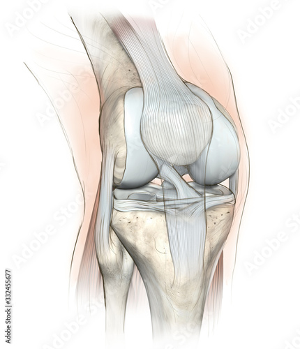 Photography Knee joint, medical illustration