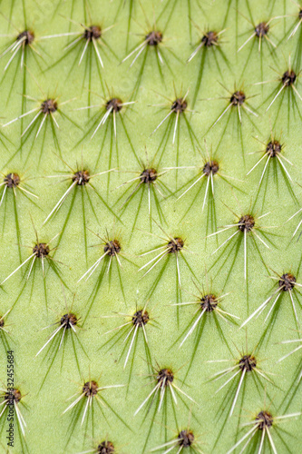 Wild growing commonly called prickly pear cactus plant, species Opuntia, close up background. It spreads into large colonies, being considered invasive in some regions. © Carlos Neto
