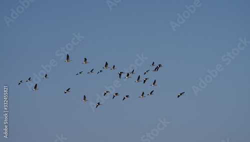 Spring migration of Geese. V-shaped flock of migratory birds turning back to their summer nesting areas in Lapland. Triangle in sky. Estonia, Europe