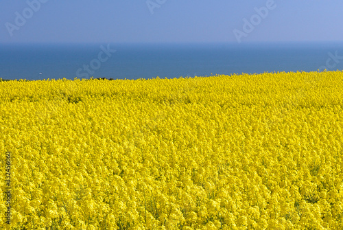 Champ de colza en fleur en bord de mer