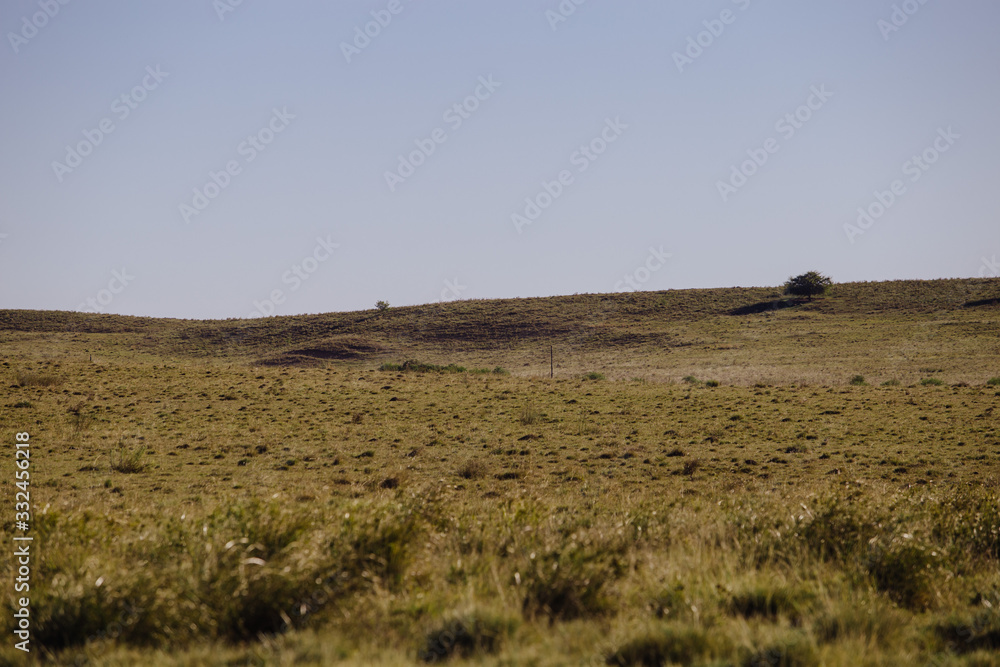 landscape with wheat field and blue sky