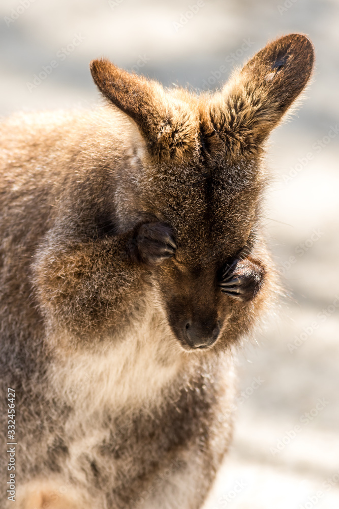 Wallaby, Macropodidae, rubbing eyes soft muted light portrait