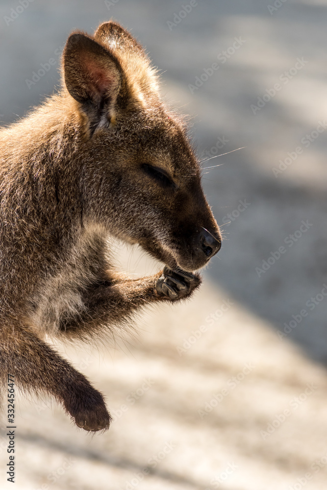 Wallaby, Macropodidae, washing hands soft muted light portrait Wallaby, Macropodidae, washing hands soft muted light portrait