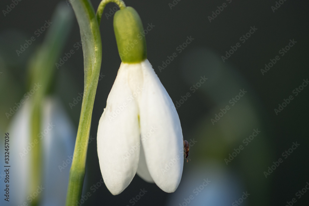 Snowdrop blossom with ant in right side. Lovely pendant early spring flower under sunlight. White pure announcer of the end of winter and beginning of the spring. Estonia, Baltic, Europe Snowdrop blossom with ant in right side. Lovely pendant early spring flower under sunlight. White pure announcer of the end of winter and beginning of the spring. Estonia, Baltic, Europe