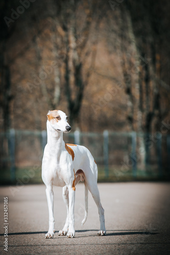 Greyhound dog posing outside after dog show.