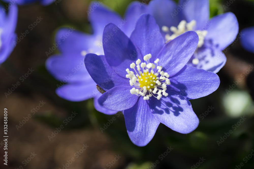 Macro photo of a blue anemone blossom in the spring (Latin: Hepatica nobilis, Anemone hepatica). White stamen and bright blue petals. Bokeh background. Estonia, North Europe. Macro photo of a blue anemone blossom in the spring (Latin: Hepatica nobilis, Anemone hepatica). White stamen and bright blue petals. Bokeh background. Estonia, North Europe.