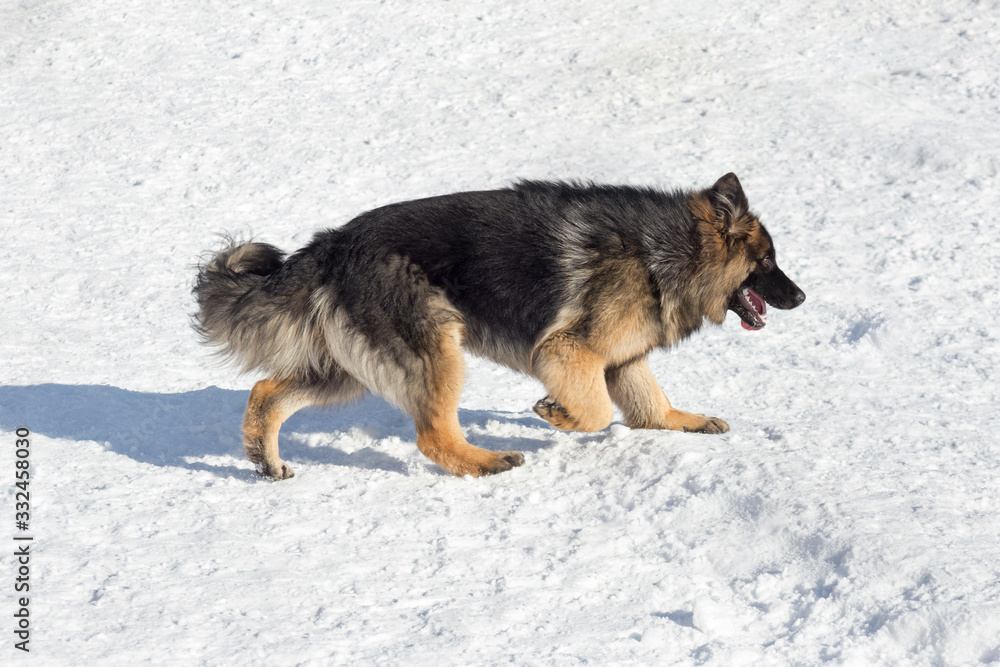 Naklejka premium Long haired german shepherd dog puppy is walking on a white snow in the winter park. Pet animals.