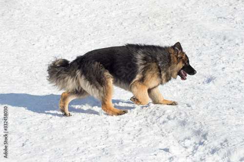 Long haired german shepherd dog puppy is walking on a white snow in the winter park. Pet animals. © tikhomirovsergey