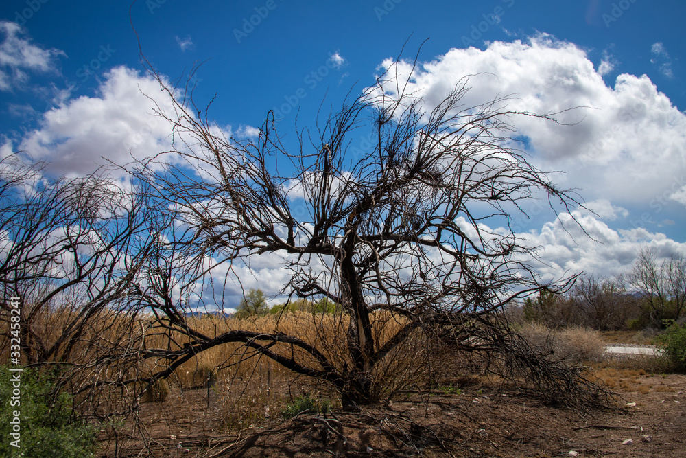 A black dead tree stands in the middle of a Las Vegas desert wetlands area A black dead tree stands in the middle of a Las Vegas desert wetlands area