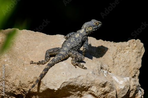Bearded Dragon lizard sunbathing on rock in Turkey