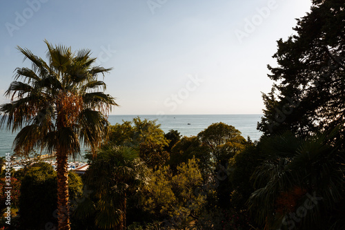 Palm trees and green trees against the background of the sea and blue sky in summer. Below the beach and the pier.