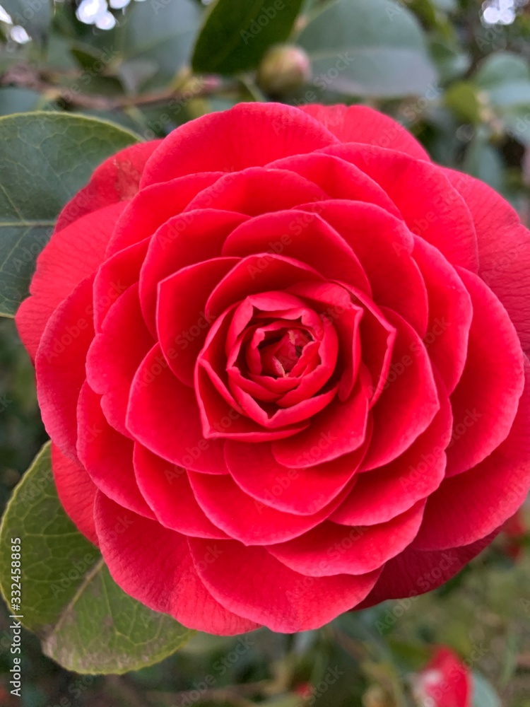 Tender and gentle camellia flower Tender and gentle camellia flower