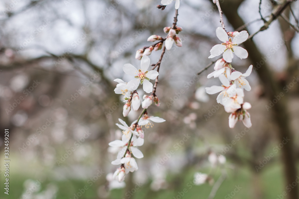 Beautiful blooming white almond tree Beautiful blooming white almond tree