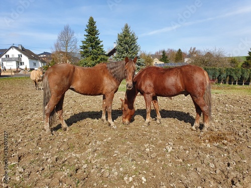 horse and foal