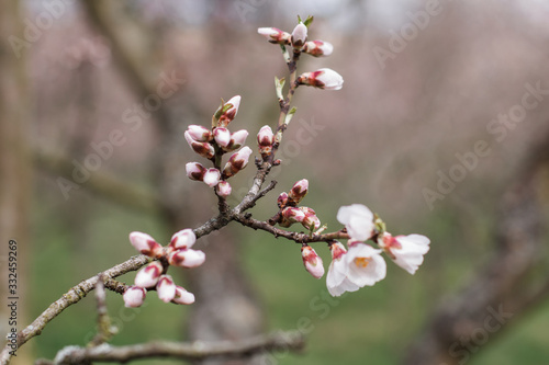 Beautiful blooming white almond tree