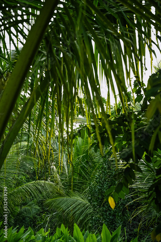 Fototapeta Naklejka Na Ścianę i Meble -  selva bosque amazonia plantas macro