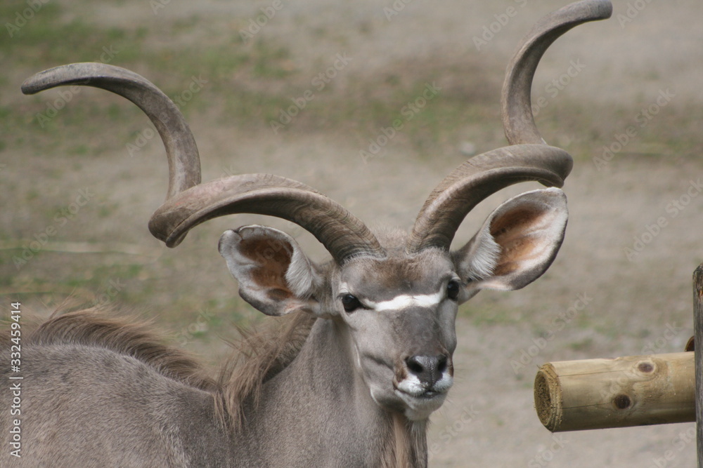 Fototapeta premium impala in africa