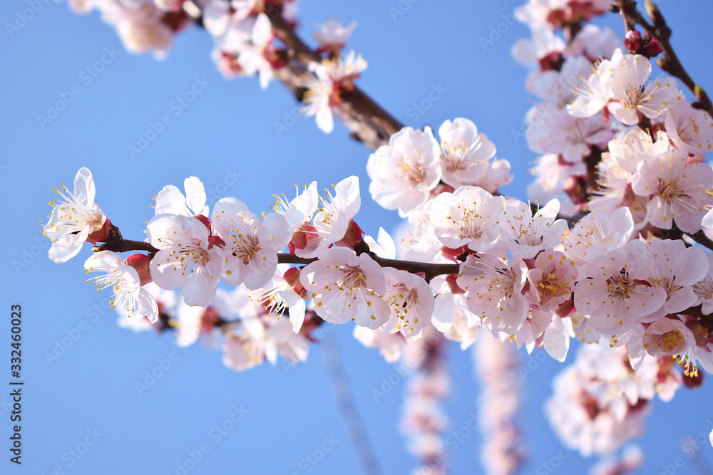 Beautiful pink and white flowers on a blossoming cherry tree branch. Spring flowering. Flowering cherry tree branch against a blue sky. Apricot flowers on a blooming tree. Beautiful pink and white flowers on a blossoming cherry tree branch. Spring flowering. Flowering cherry tree branch against a blue sky. Apricot flowers on a blooming tree.