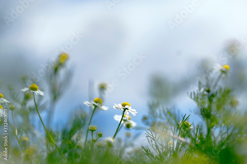 Chamomile planting (Chamaemelum nobile). Juni­n - Peru