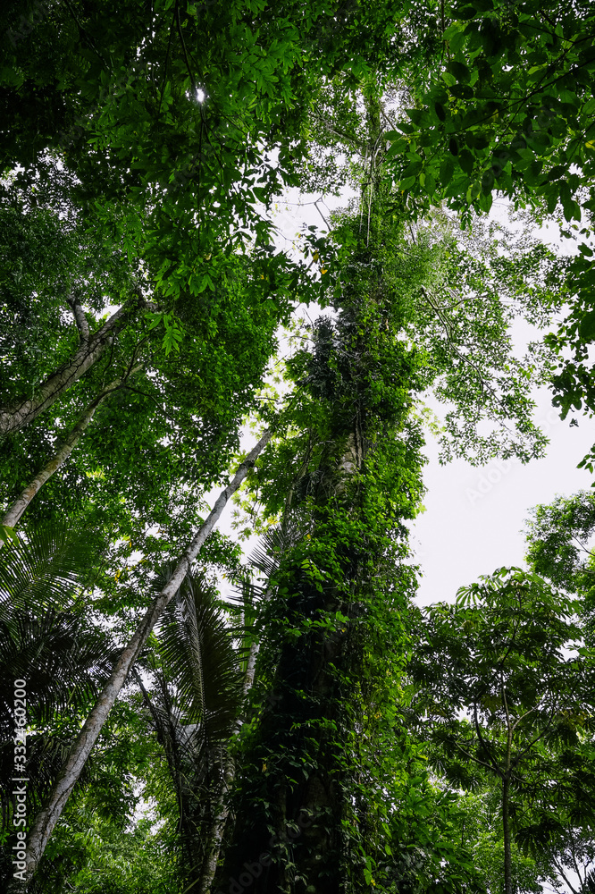 Obraz premium green selva amazonia bosque