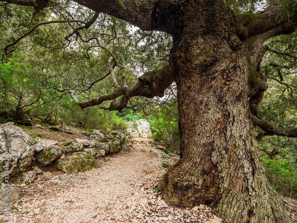 Detail of the trunk of a majestic and ancient holm oak on the Cala Goloritzé path that leads to the famous beach Detail of the trunk of a majestic and ancient holm oak on the Cala Goloritzé path that leads to the famous beach