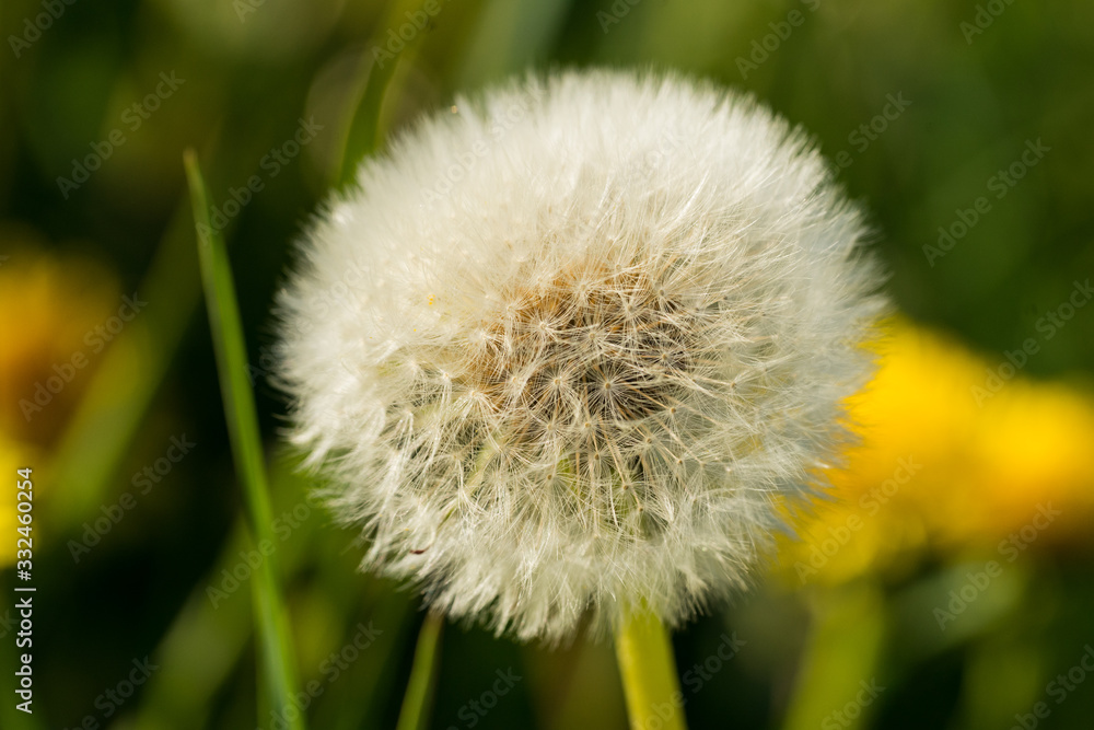 Close up of a Dandelion (Latin: Taraxacum) with dry head ball (seadhead) on the green meadow in summer. Estonia, Europe. Close up of a Dandelion (Latin: Taraxacum) with dry head ball (seadhead) on the green meadow in summer. Estonia, Europe.