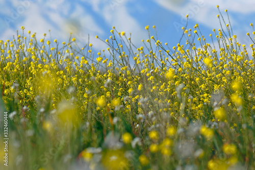 Cultivation of white mustard (Sinapis alba) in flowering. Juni­n - Peru photo