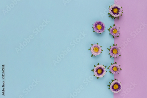 Flowers composition from callistephus chinensis. Isolated on a blue-violet background. Flat lay.