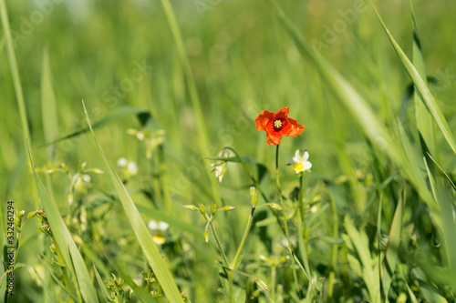Single tiny red poppy in green meadow during sunrise surrounded by other small field flowers. Sun is creating nice green shades around single beautiful flower. Estonia, Baltic, Europe.