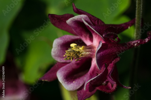 Macro photo of a dark purple columbine (Latin: Aquilegia), also known as granny's bonnet. Gorgeous blossom from simple garden. Estonia, Europe.