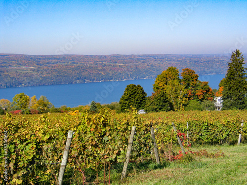 Vineyard over Seneca Lake