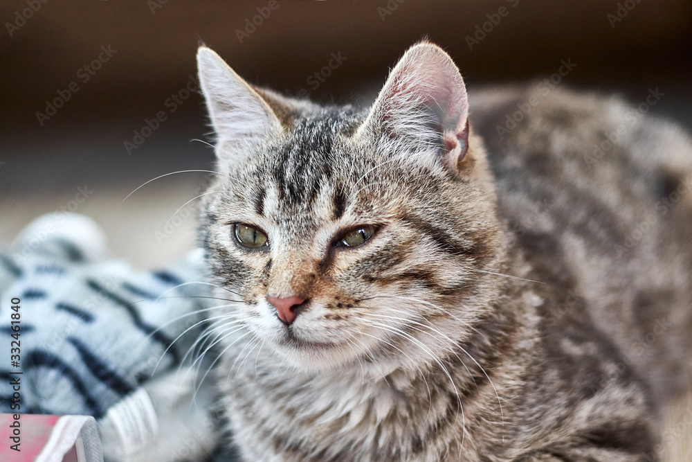 Shallow depth of field. Cat. Focus on the nose. Close-up.