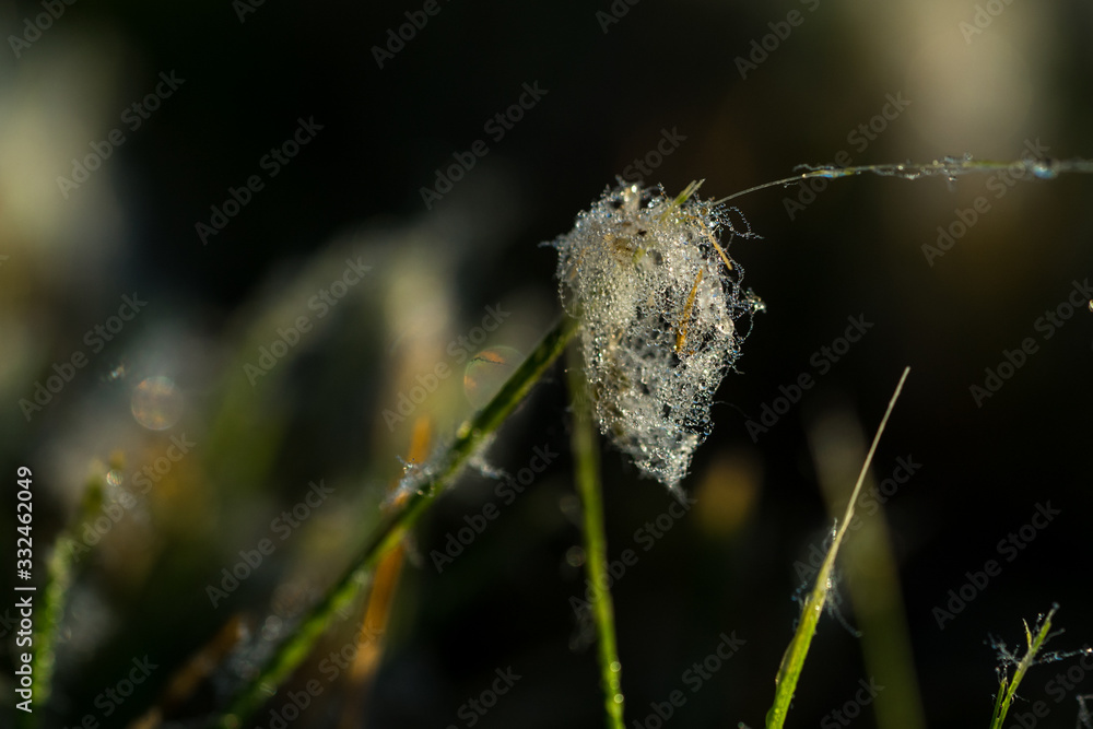 Classical cobweb with water pearls early morning on the green meadow. Water drops reflecting rising sun. Green foliage background. Estonia, European Union. Classical cobweb with water pearls early morning on the green meadow. Water drops reflecting rising sun. Green foliage background. Estonia, European Union.