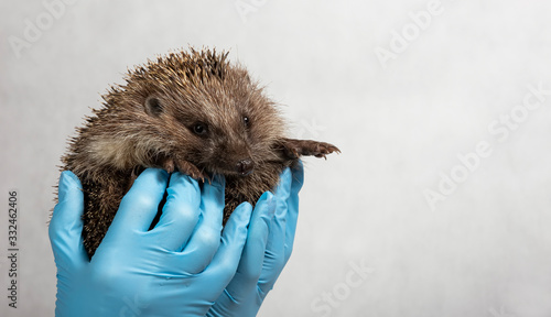 Hedgehog in the hands of the Vaterinar
