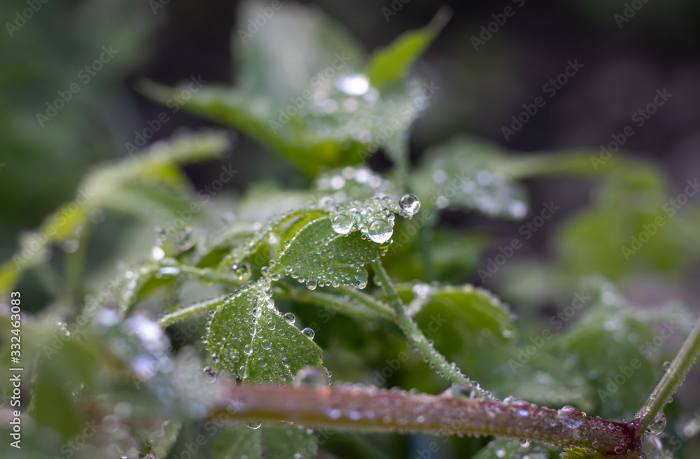 Fumaria capreolata, the white ramping fumitory, close-up on dew drops on leaves, blurred background. Fumaria capreolata, the white ramping fumitory, close-up on dew drops on leaves, blurred background.