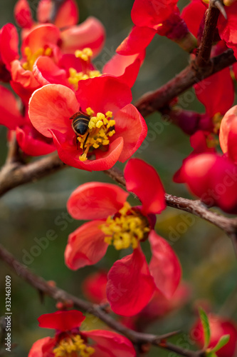 Fotografering abeille butinant une fleur de cognassier