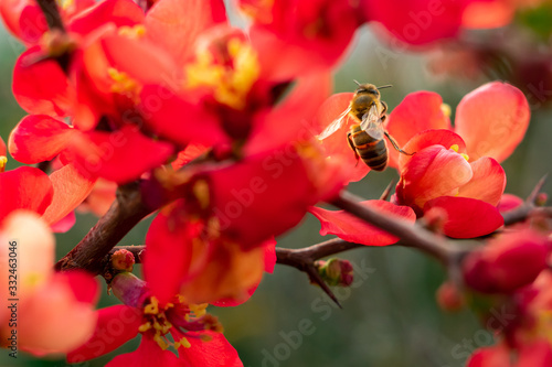 Leinwand Poster abeille butinant une fleur de cognassier