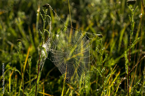 Classical cobweb with water pearls early morning on the green meadow. Water drops reflecting rising sun. Green foliage background. Estonia, European Union.