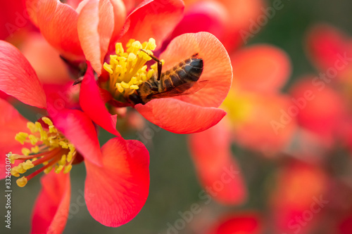 Print op canvas abeille butinant une fleur de cognassier