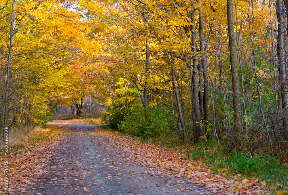 Forest Road in Autumn 2