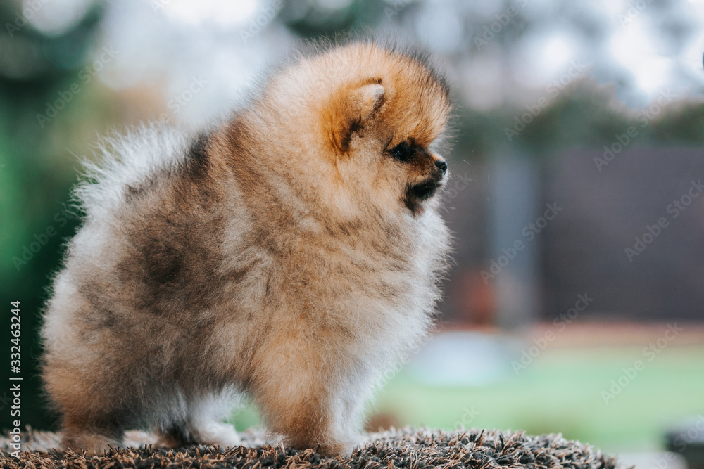 Pomeranian baby posing outside. Small pomeranian puppy. Pomeranian baby posing outside. Small pomeranian puppy.